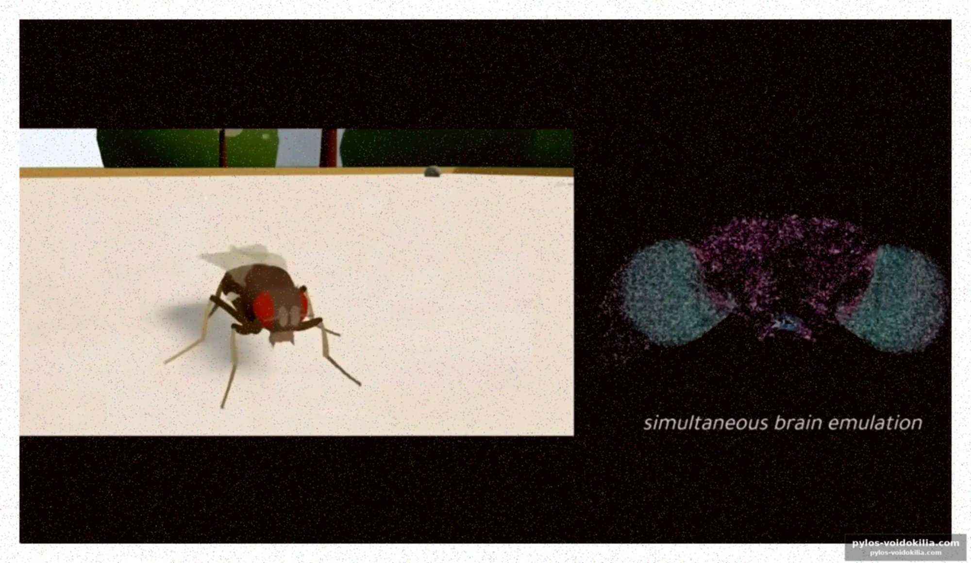 La science du possible : une mouche numérisée