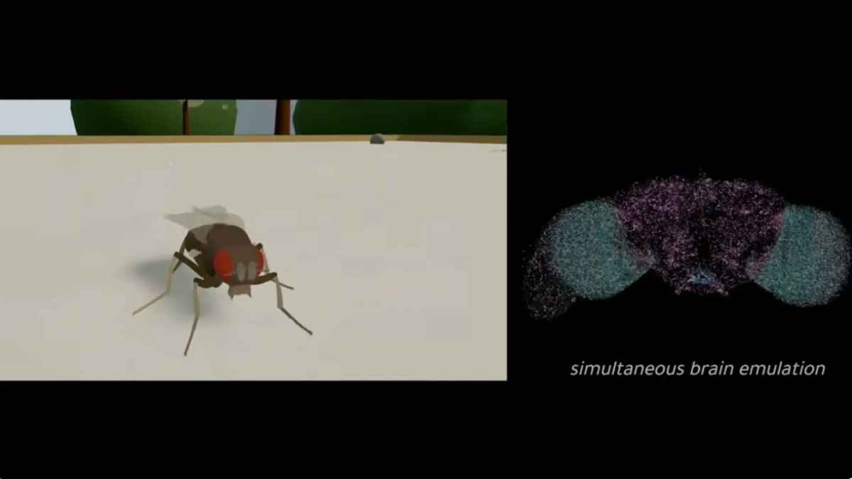 Cerveau de mouche : l'intelligence artificielle simule un esprit