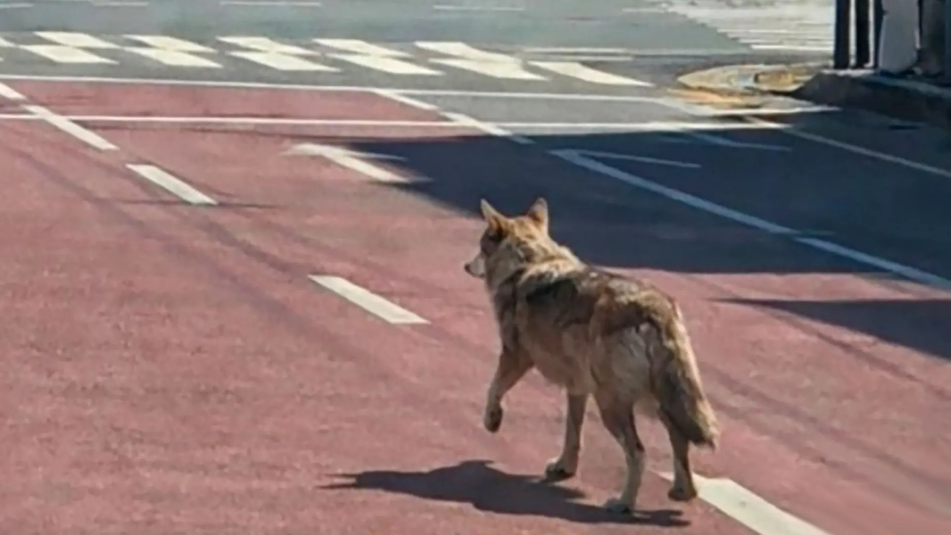 Faute d'attention : une photo ia déclenche une chasse au loup absurde en corée du sud