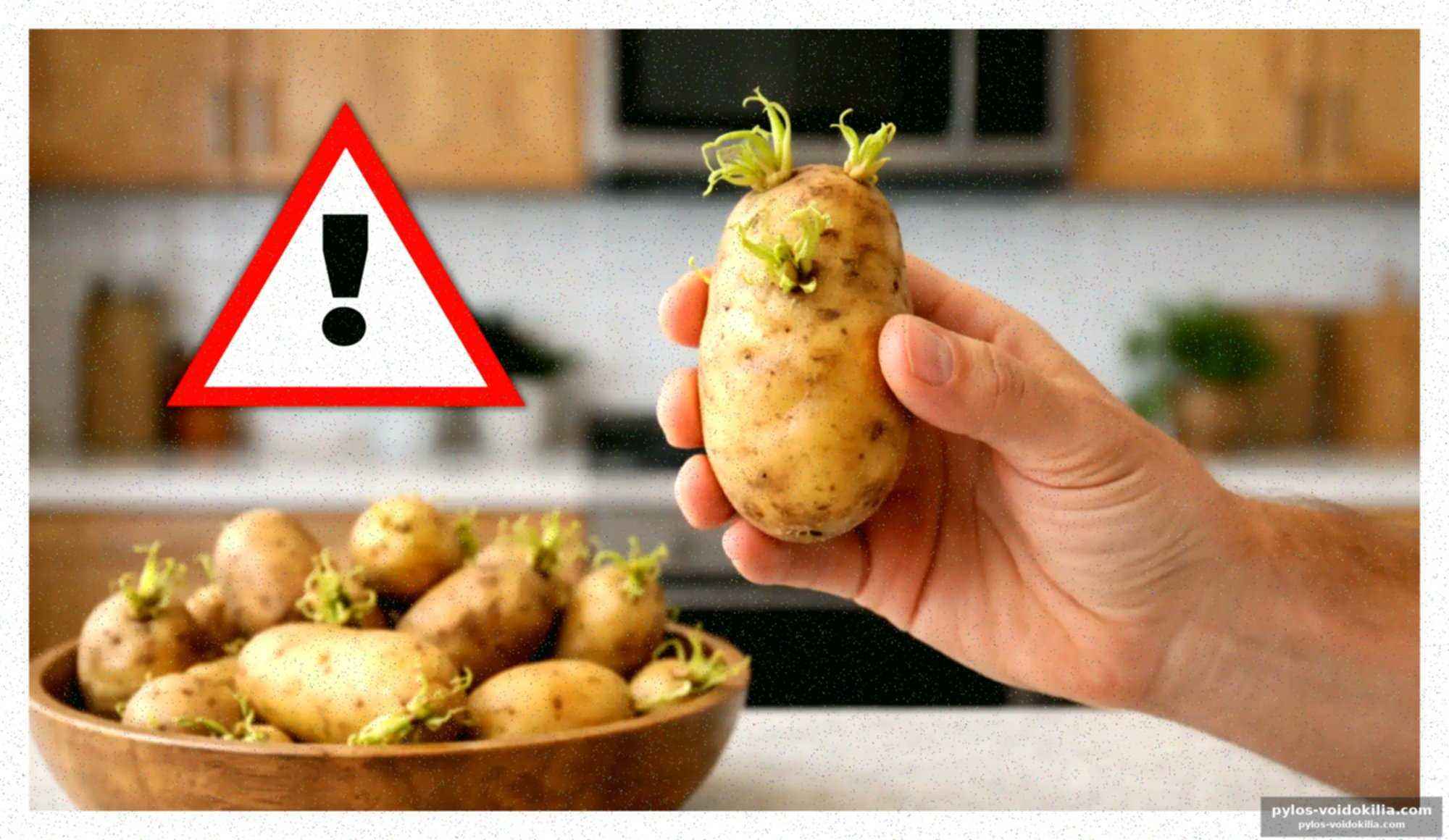 Germinations de pommes de terre : un danger réel ?
